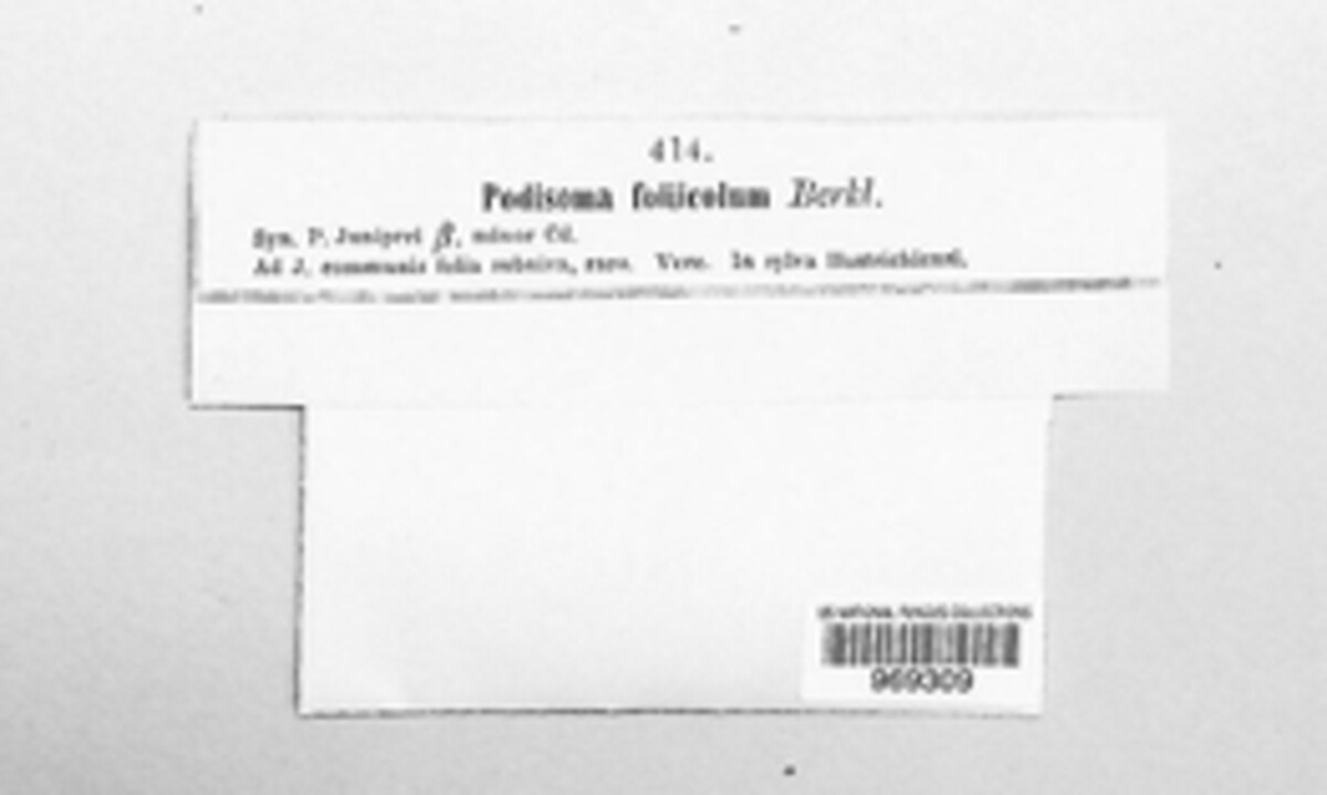Seimatosporium foliicola image